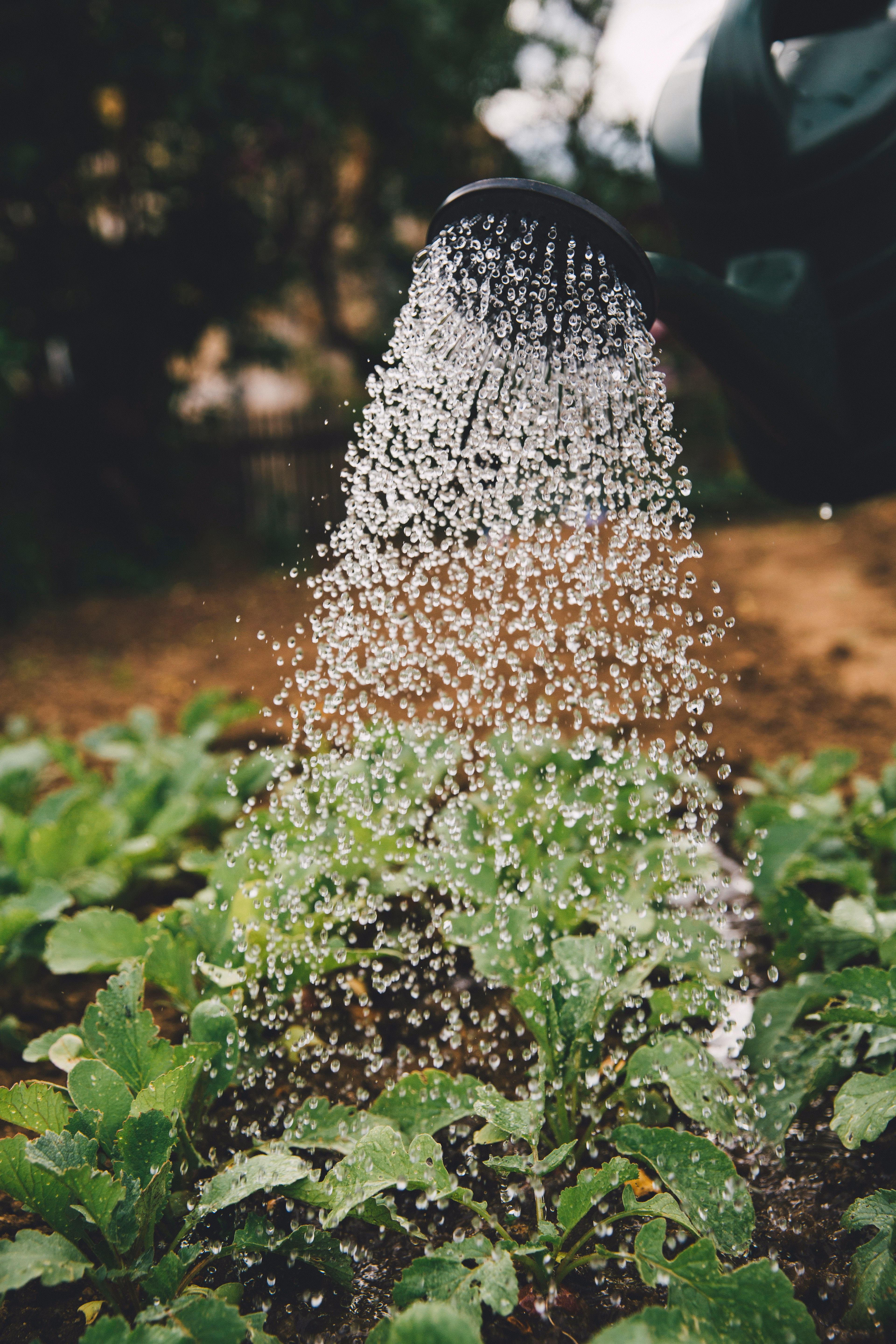 Garden Maintenance